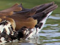 West Indian Whistling Duck (Tail) - pic by Nigel Key